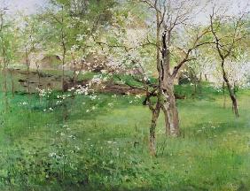 Blossoming orchard at Okor