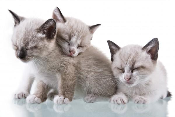 Baby Kittens Sleeping de Antonio Nunes