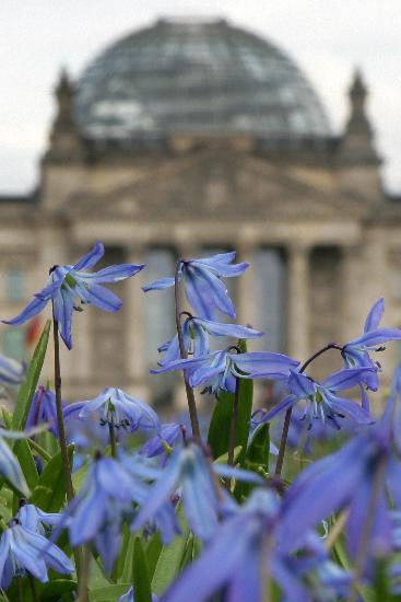 Blumenwiese vor Reichstag de Arno Burgi