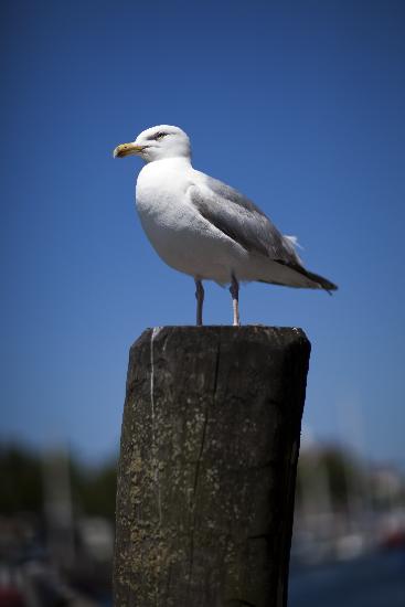 Möwe im Hafen de Arno Burgi