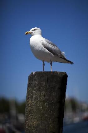 Möwe im Hafen