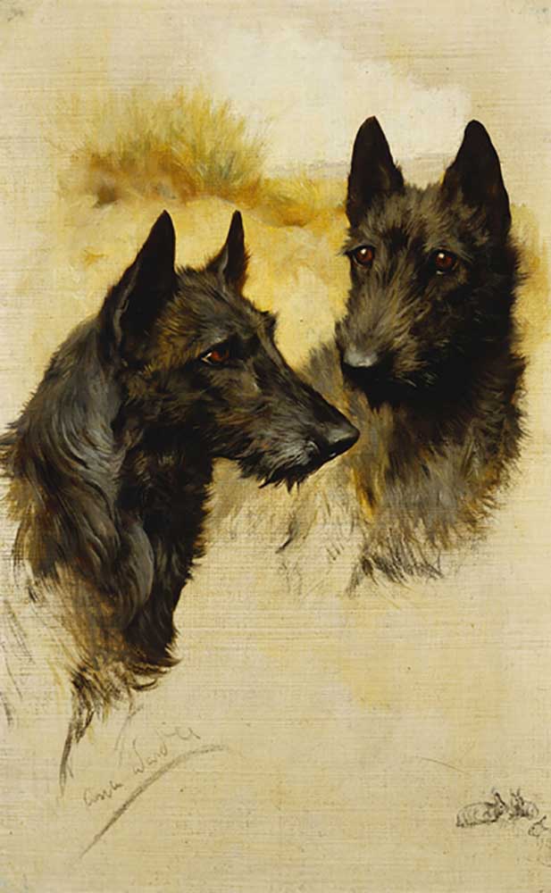 Two Scottish Terriers de Arthur Wardle