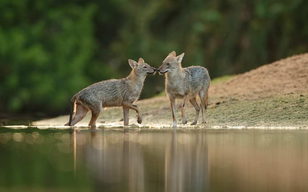 First Interaction ... de Assaf Gavra