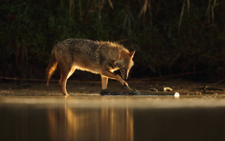 Jackal Morning Play de Assaf Gavra