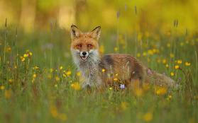 Red Fox