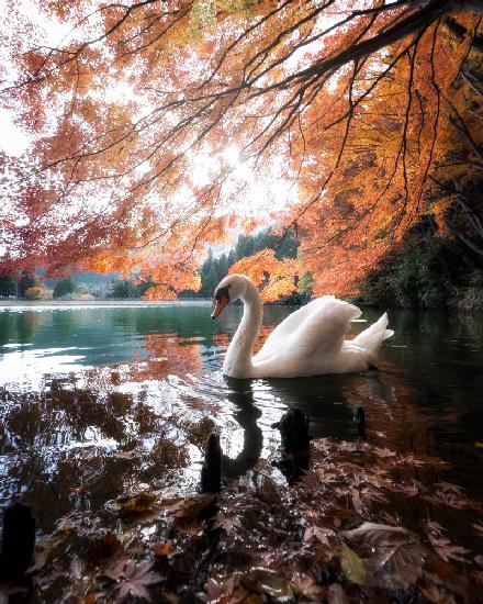 Swan Lake