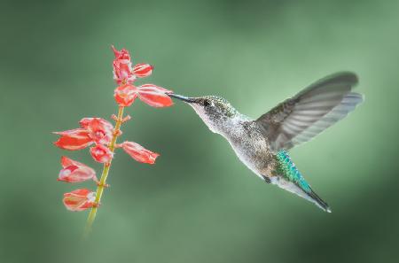 Balancing act