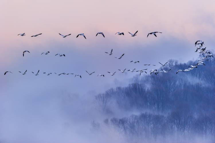 Snow Geese de Austin Li