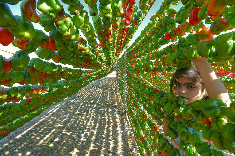 pepper harvest de Aylin Erozcan