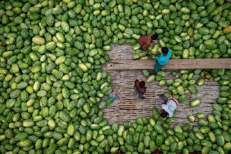 Boats of huge watermelons