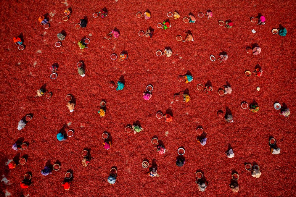 Women picking red chilies de Azim Khan Ronnie