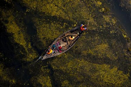 Crossing the algae lake