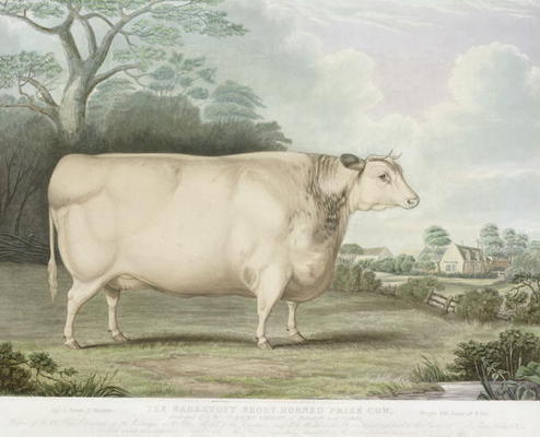 The Habertoft Short Horned Prize Cow, engraved by C. Hunt, 1842 (colour engraving) de B. Hubbard
