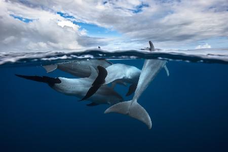 Pod of dolphin at the surface