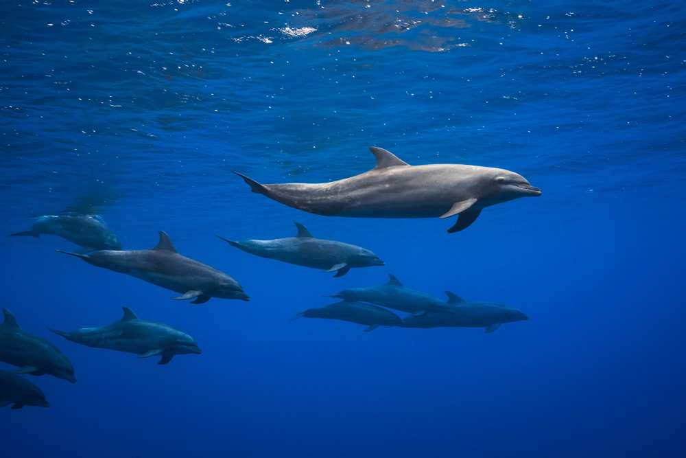 Dolphins de Barathieu Gabriel