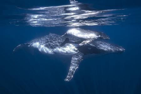 A humpback whale and its calf