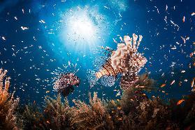 Lionfish