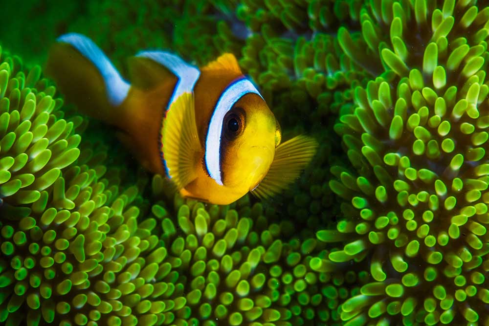 Yellow clownfish on green anemon de Barathieu Gabriel
