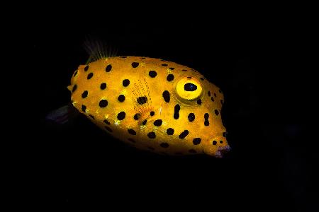 Yellow Boxfish