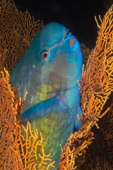 Ember parrotfish