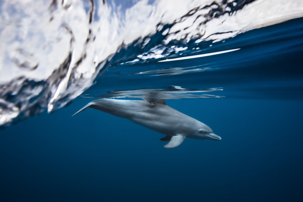 Bottlenose dolphin / Turciops Aduncus de Barathieu Gabriel