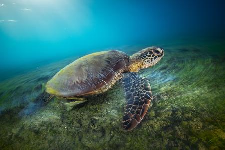 Green turtle