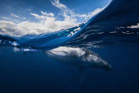 Humpback whale and the sky