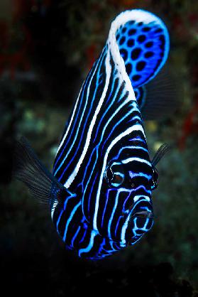 Emperor angelfish