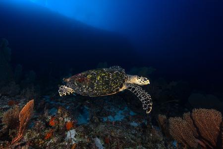 Hawksbill Turtle