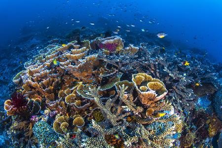 Coral Garden