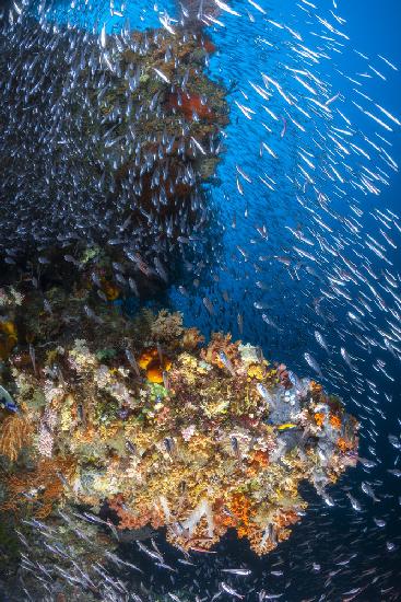 Coral reef under the sun of Raja Ampat.