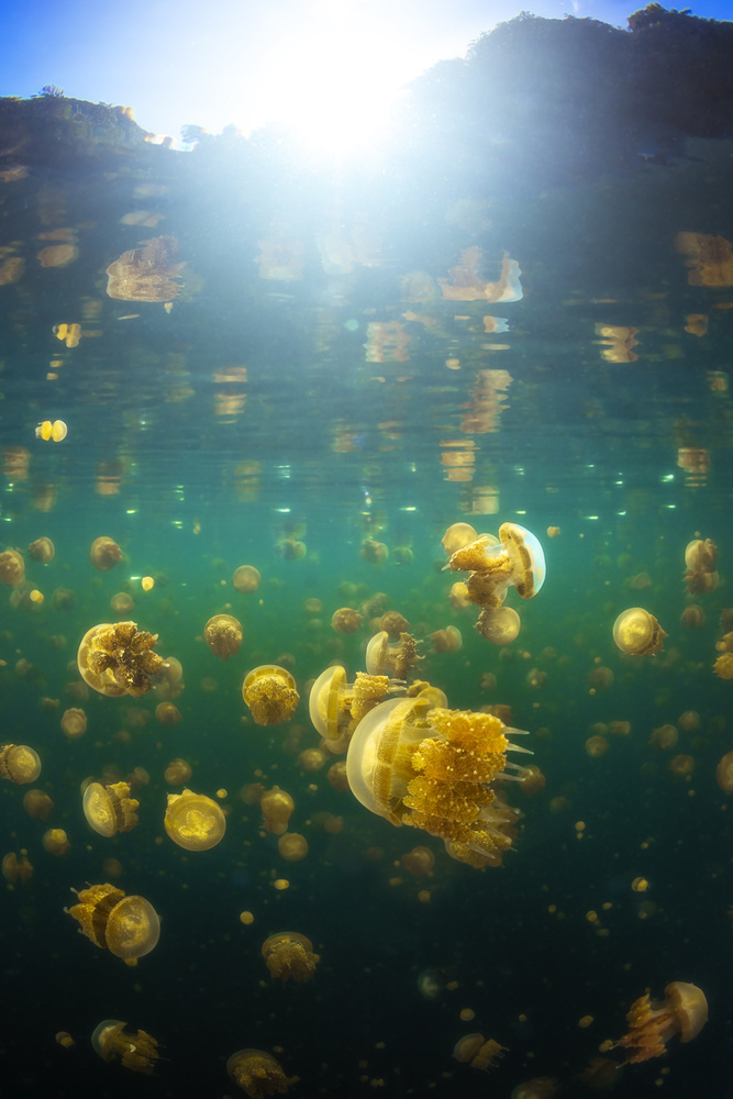 Lenmakana Jellyfish de Barathieu Gabriel