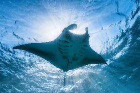 Manta ray