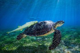 Sea Turtle