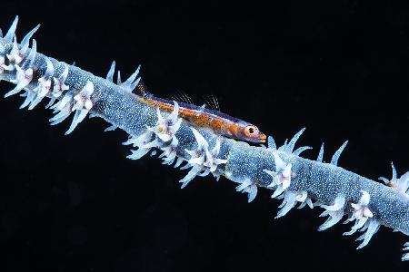 Whip coral  and its goby of the mesophotic zone