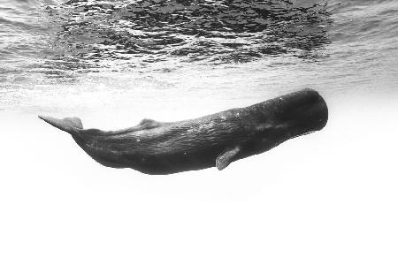 Sperm whale