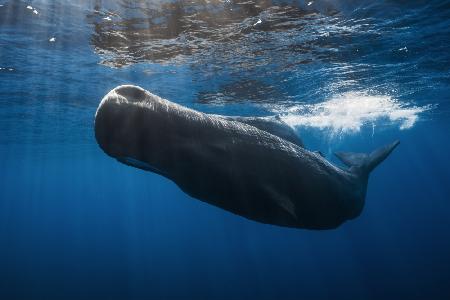 Sperm whale