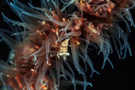 Zanzibar whip coral shrimp