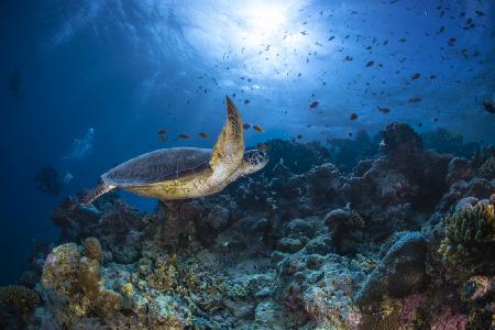 Sunlight and green turtle