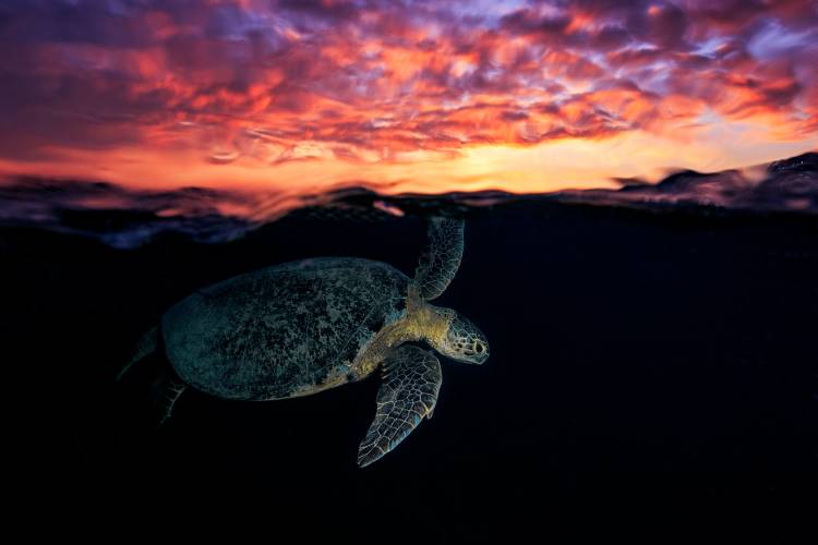 Sunset turtle de Barathieu Gabriel