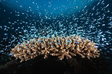 Underwater Life