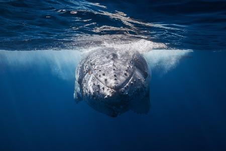 Face to face with Humpback whale