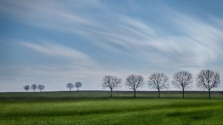 Tree lines