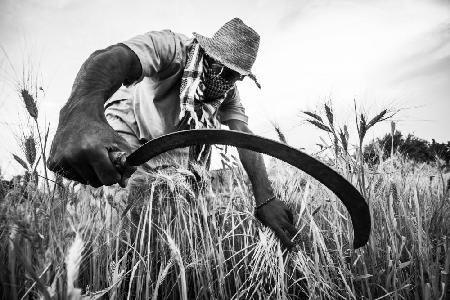 harvest season