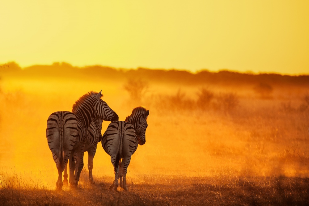 Zebra in the light de Ben McRae