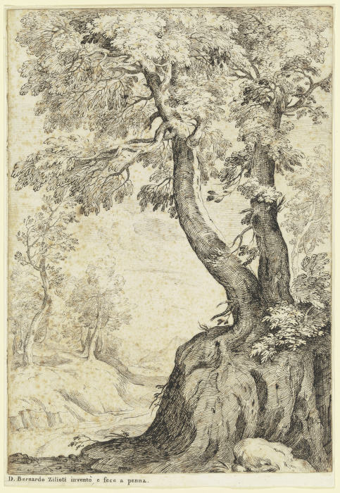 Tree section de Bernardo Zilotti