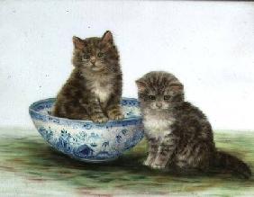 Kitten in a Blue China Bowl