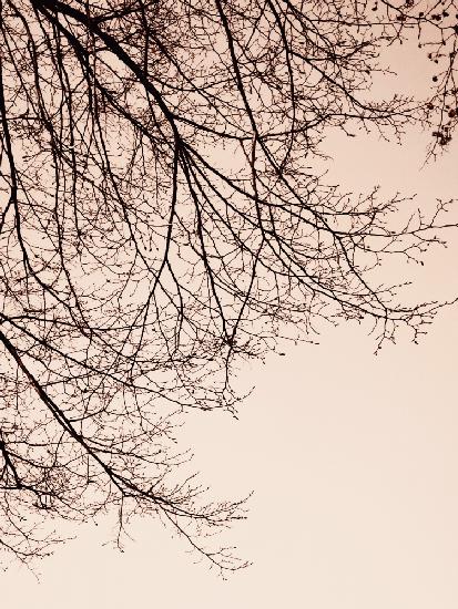 Branches - Sepia