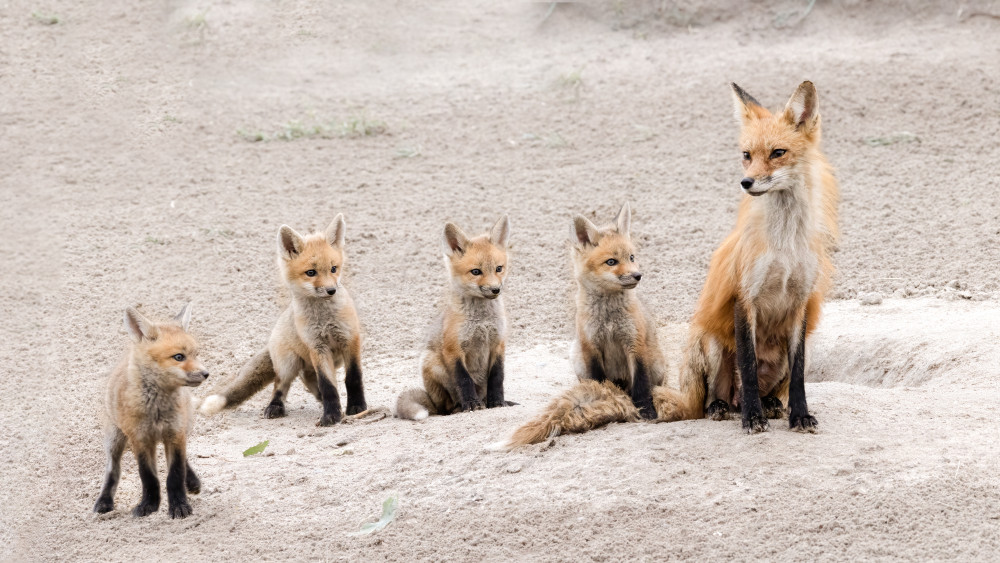 Family portrait de Bill Lu