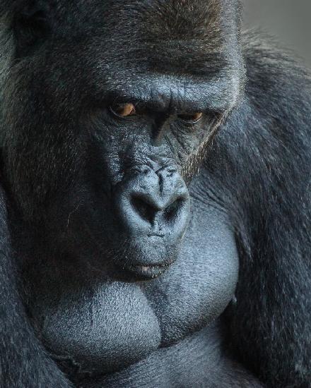 Unhappy Gorilla